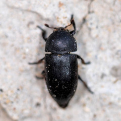 Dermestes laniarius