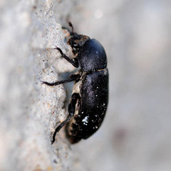 Dermestes laniarius