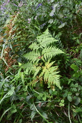 Pteridium latiusculum japonicum