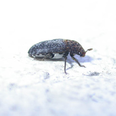 Dermestes undulatus