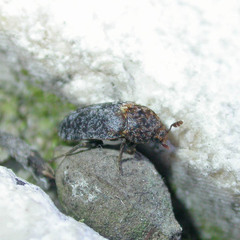 Dermestes undulatus