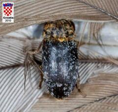 Dermestes undulatus
