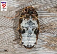 Dermestes undulatus
