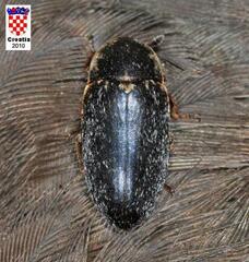 Dermestes undulatus