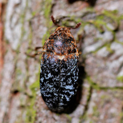 Dermestes undulatus