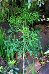 Cussonia transvaalensis