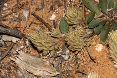 Ptilotus seminudus