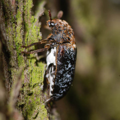 Dermestes undulatus