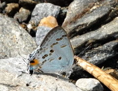 Hypolycaena sipylus