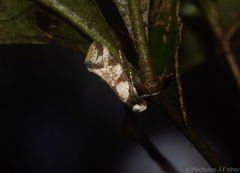 Coesyra hemiphragma