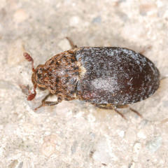 Dermestes undulatus