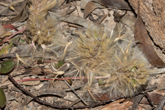Ptilotus seminudus
