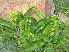 Eucomis autumnalis clavata
