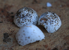 Ptyonoprogne fuligula