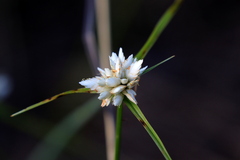 Cyperus niveus