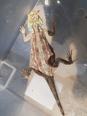 Agama aculeata aculeata