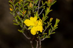 Hibbertia devitata