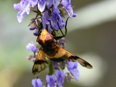 Volucella