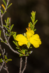 Hibbertia devitata