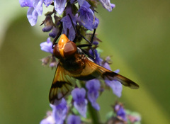 Volucella
