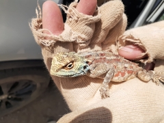 Agama aculeata aculeata