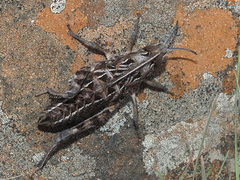 Pamphagidae