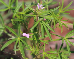 Cleome rubella
