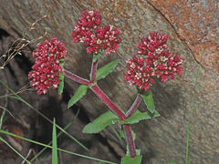 Crassula alba