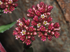 Crassula alba
