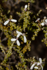 Olearia lanuginosa