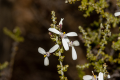 Olearia lanuginosa