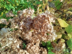 Hydrangea macrophylla