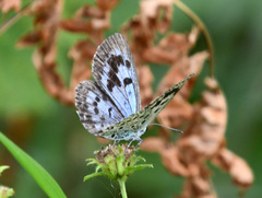 Phengaris arionides