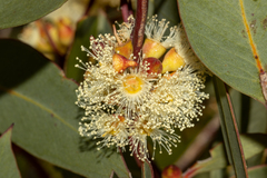 Eucalyptus socialis