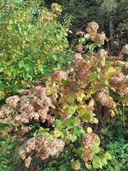 Hydrangea macrophylla