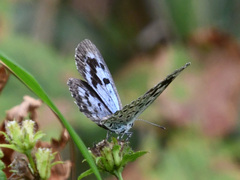Phengaris arionides