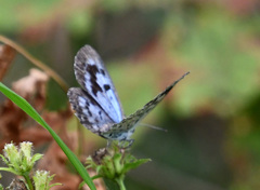 Phengaris arionides