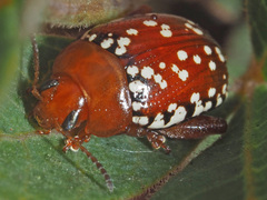 Calotheca