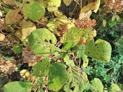 Hydrangea macrophylla