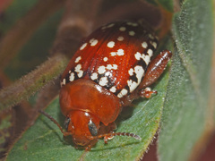 Calotheca