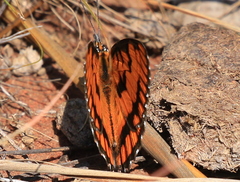 Byblia anvatara