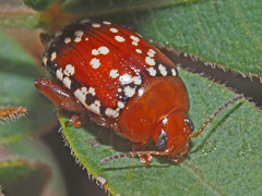 Calotheca