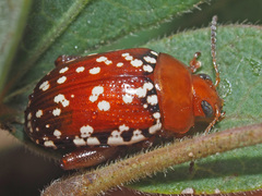 Calotheca