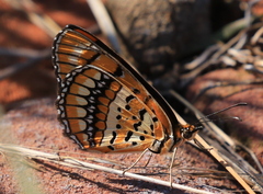 Byblia anvatara
