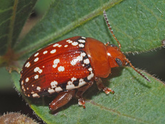 Calotheca