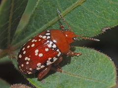Calotheca
