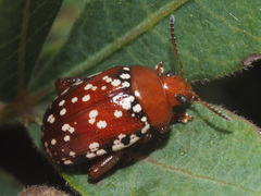 Calotheca