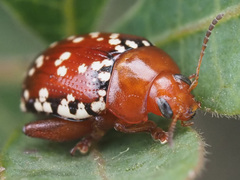 Calotheca