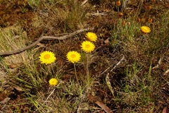 Leucochrysum albicans albicans
