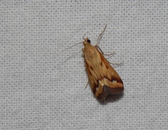 Achyra coelatalis